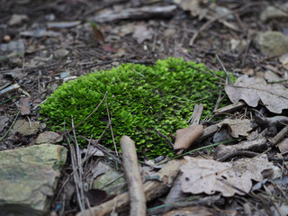 Beautiful closeup of green moss on the floor, macro