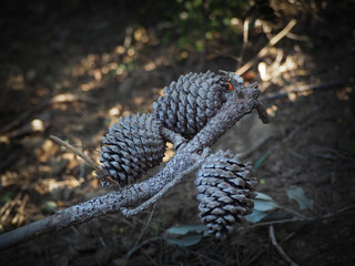 Fir cones on the forest floor with intentional shallow depth of field