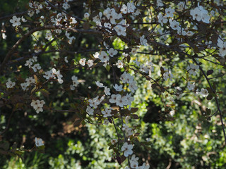 Beautiful floral image of spring nature view