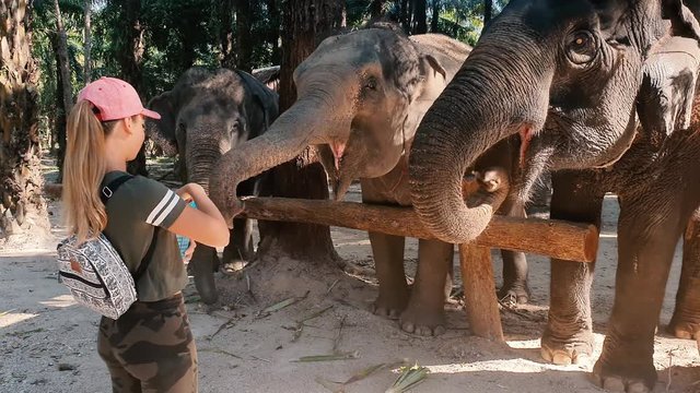 Woman feed the elephant in the tropics.