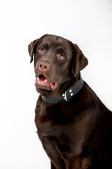 Dog breed Chocolate Labrador on a white background