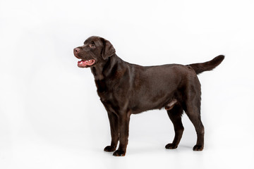 Dog breed Chocolate Labrador on a white background