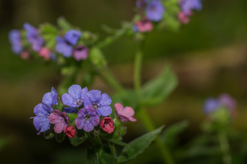 lungenkruat im wald mit bunten blueten