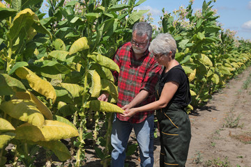Fototapeta premium Female and male farmer and agronomist examining and picking leaf from tobacco plant in field