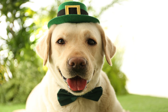 Labrador retriever with leprechaun hat and bow tie outdoors, closeup. St. Patrick's day