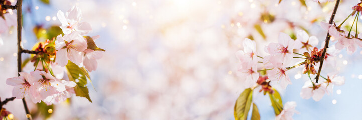 Spring banner with pink cherry blossom and blue sky. Background with bokeh and copy space.
