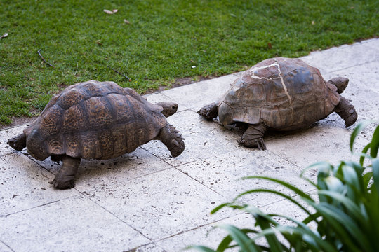 Two Tortoises Walking In A Line