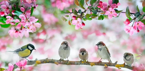 Foto auf Acrylglas Bestsellern Tieren Süße kleine Vogelspatzen und eine Meise sitzen auf einem Ast eines blühenden rosa Apfelbaums im Maigarten
