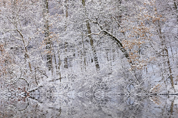 Snow flocked trees on the shoreline of Hall Lake with reflections in calm water, Yankee Springs State Park, Michigan, USA