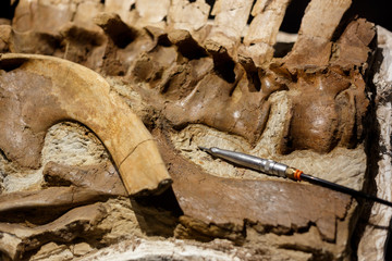 Detail on a spine and pelvis bone with small hand drill used for breaking dirt and isolating fossil...