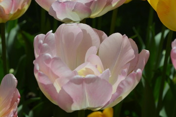 Top view of one delicate white tulip in a garden in a sunny spring day, beautiful outdoor floral background photographed with soft focus