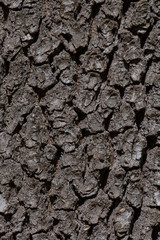 close up of oak tree bark texture