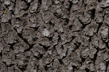 close up of trunk of oak tree