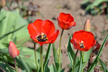 Top view of many vivid red tulips in a garden in a sunny spring day, beautiful outdoor floral background photographed with soft focus