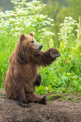 Obraz premium Ruling the landscape, brown bears of Kamchatka (Ursus arctos beringianus)