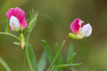 Macrophotographie de fleur sauvage - Gesse chiche - Lathyrus cicera