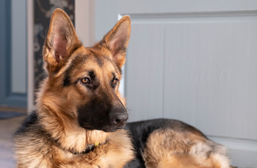 Brown and yellow German Shepherd Dog Close Up Portrait