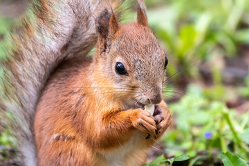 Close-up Portrait of Squirrel. Squirrel eats a nut while sitting in green grass. Eurasian red squirrel, Sciurus vulgaris