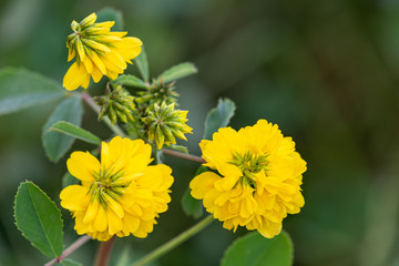 Macrophotographie de fleur sauvage - Trèfle doré - Trifolium aureum