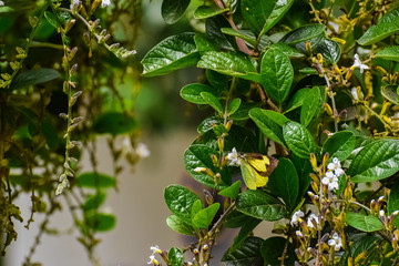 Yellow and black winged butterfly taking nectar from a white flower. Daytime butterfly taking nectar from hanging white flowers. Defocused background of a garden.
