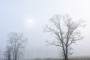 Winter landscape of bare trees in a foggy rural landscape with sun, Michigan, USA
