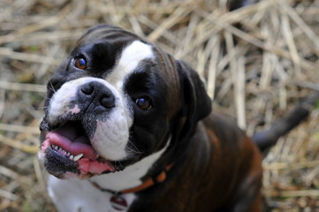 Boxergesicht. Portrait eines Hundes