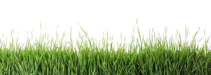 Fototapeta premium Fresh green grass on white background. Spring season