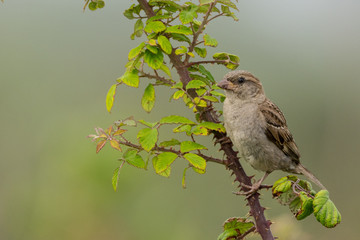 A house sparrow (Passer domesticus)
