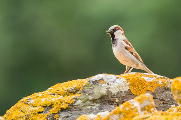 A house sparrow (Passer domesticus)