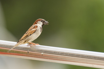 A house sparrow (Passer domesticus)