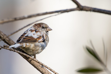 A house sparrow (Passer domesticus)