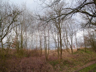 Heidelandschaft mit Birken im März