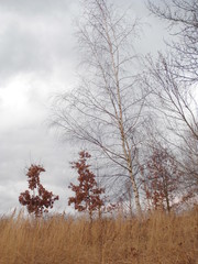 Heidelandschaft an Regentag