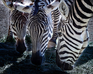 Fototapeta na wymiar zebras feed together