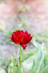 A red Terry Tulip opened in the garden