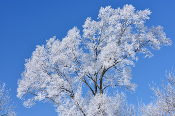 Winter landscape of frosted trees in a rural setting, Michigan, USA