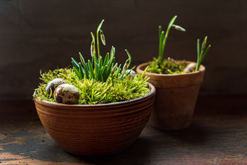nice spring flowers in the moss