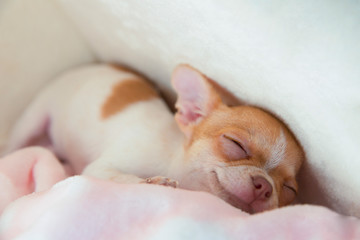 Mini chihuahua puppy sleeping in his bed. Puppy age two months.