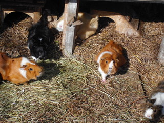 Meerschweinchen vor Häuschen im Gehege