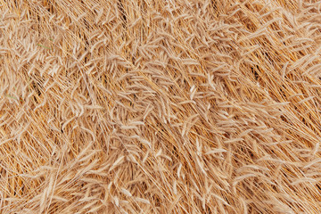 Ripe wheat ears background pattern.
