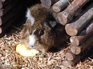 Rosetten-Meerschweinchen frisst Apfel