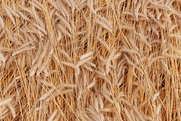 Ripe wheat ears background pattern.