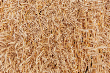 Ripe wheat ears background pattern.