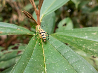 Wanderung durch das Tirimbina Regenwald Reservat bei Puerto Viejo in Costa Rica. Zu sehen ist ein kleiner Käfer auf einem Blatt.