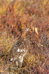 Willow Ptarmigan in Autumn in Denali National Park Alaska