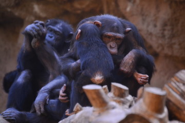 Fototapeta na wymiar chimpancé