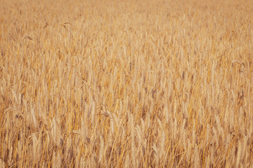 Wheat field. Ripe wheat ears background pattern.