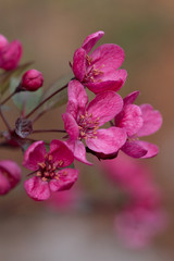 Crabapple tree branch with blooming flowers