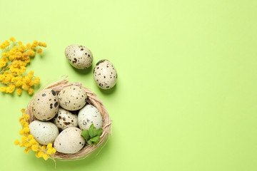 Easter flat lay composition with mimosa flowers and quail eggs on green background. Space for text