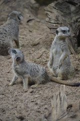 Fototapeta premium suricata 3